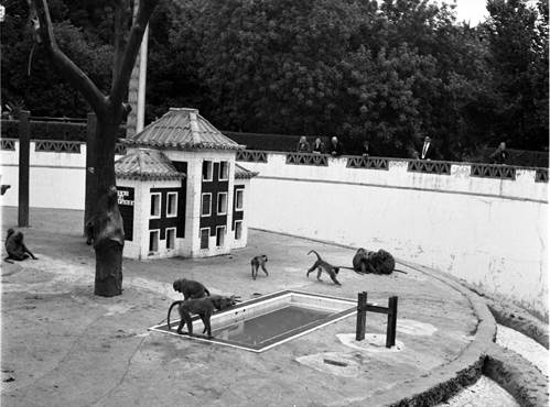 Jardim Zoológico de Lisboa, aldeia dos macacos