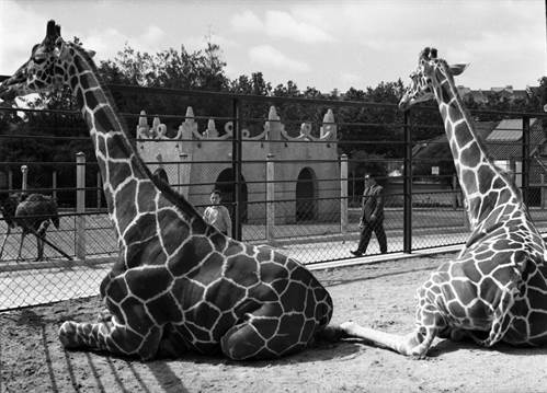 Jardim Zoológico de Lisboa, girafas