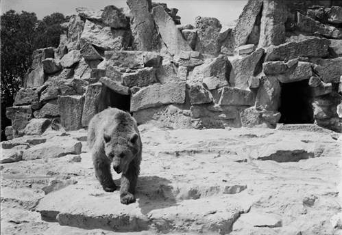 Jardim Zoológico de Lisboa, aldeia dos ursos